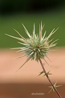 Kugeldistel (Echinops spinosissimus)